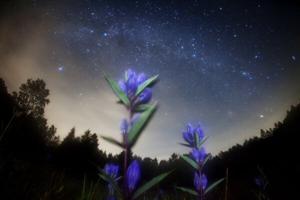 Acianos brillantes y cielo estrellado