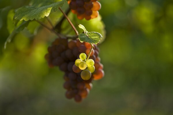 Un racimo de uvas verdes y negras sobre un fondo borroso