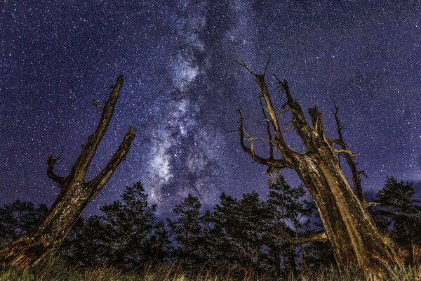 Arbres sur fond de belle voie lactée