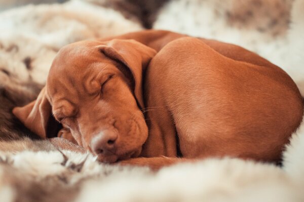 Hongrois flic dort sur le lit