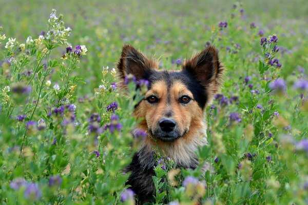 A beautiful red and black dog in wildflowers