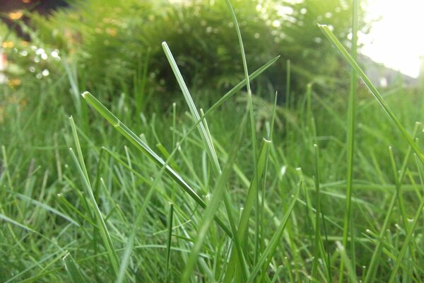 Green grass in the meadow behind the house