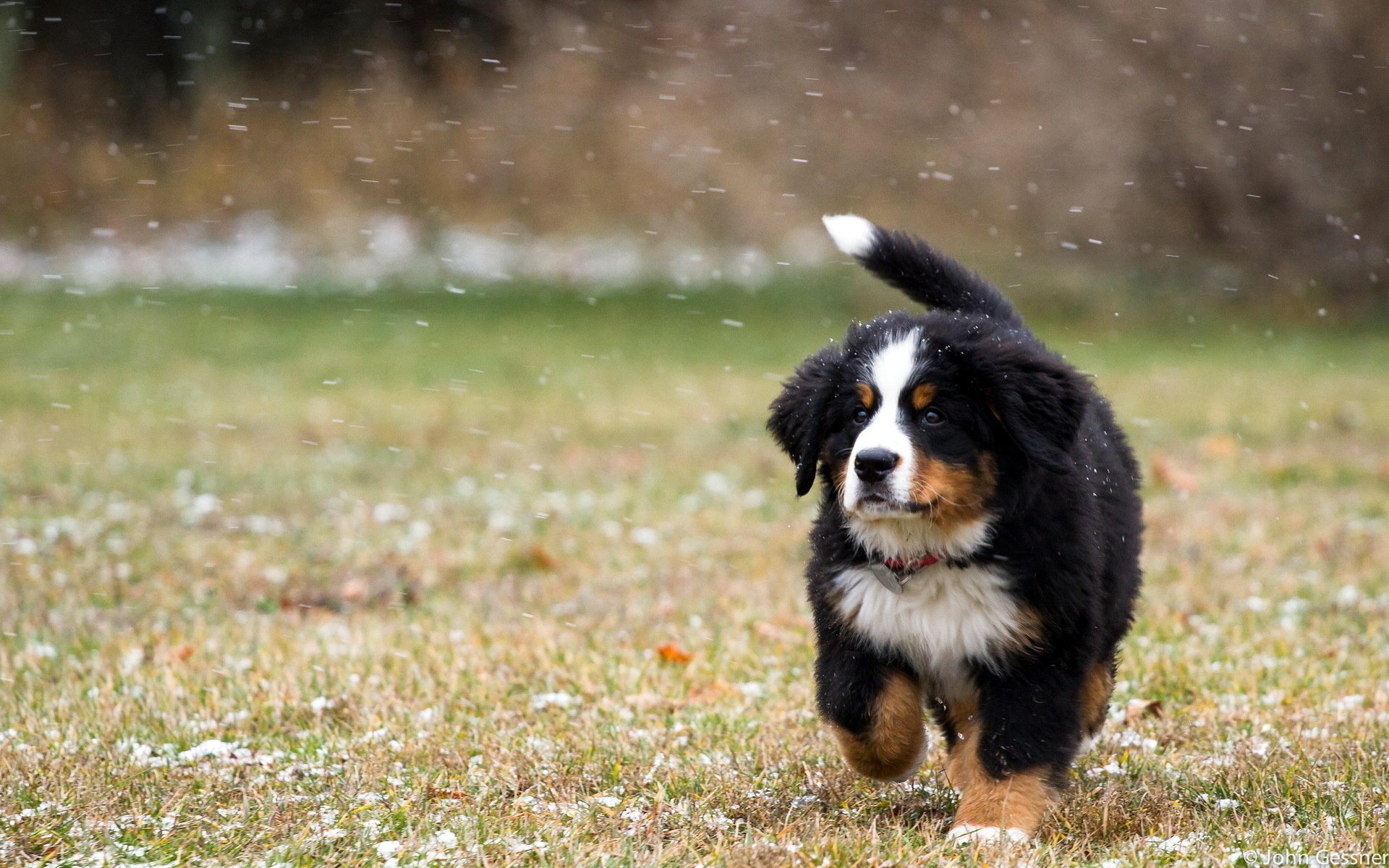 dog field snow