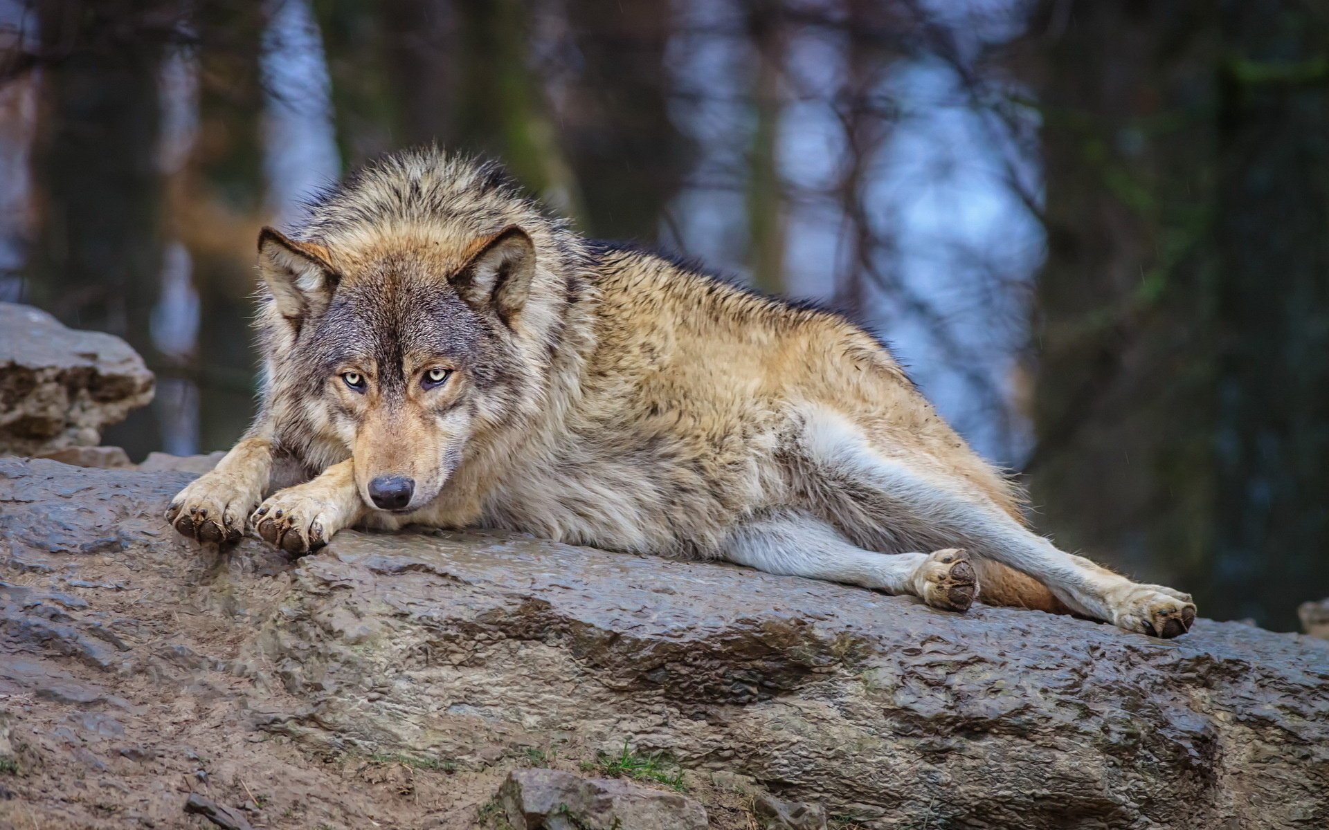 lobo bosque naturaleza