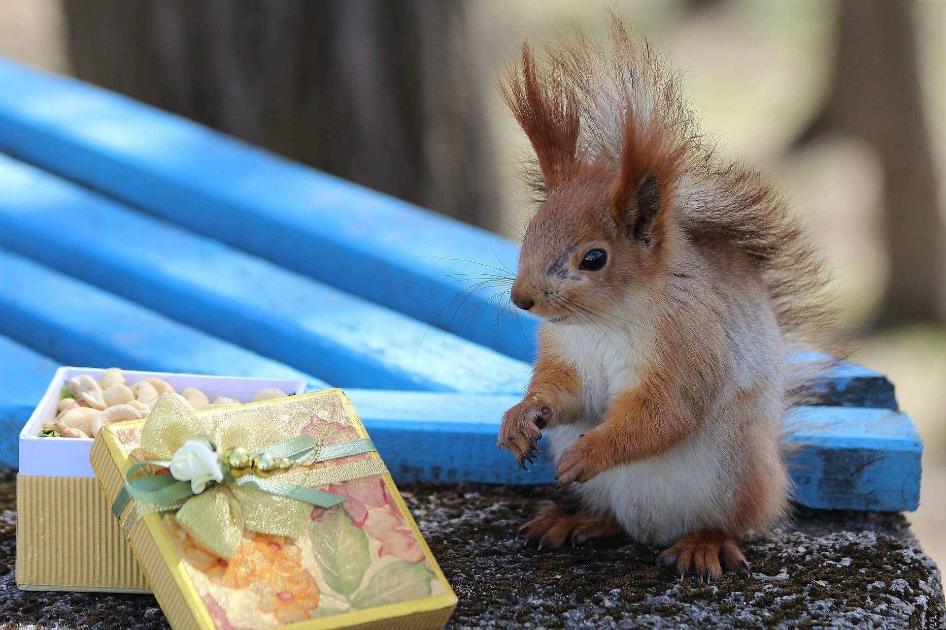 eichhörnchen bank geschenk box bogen nüsse