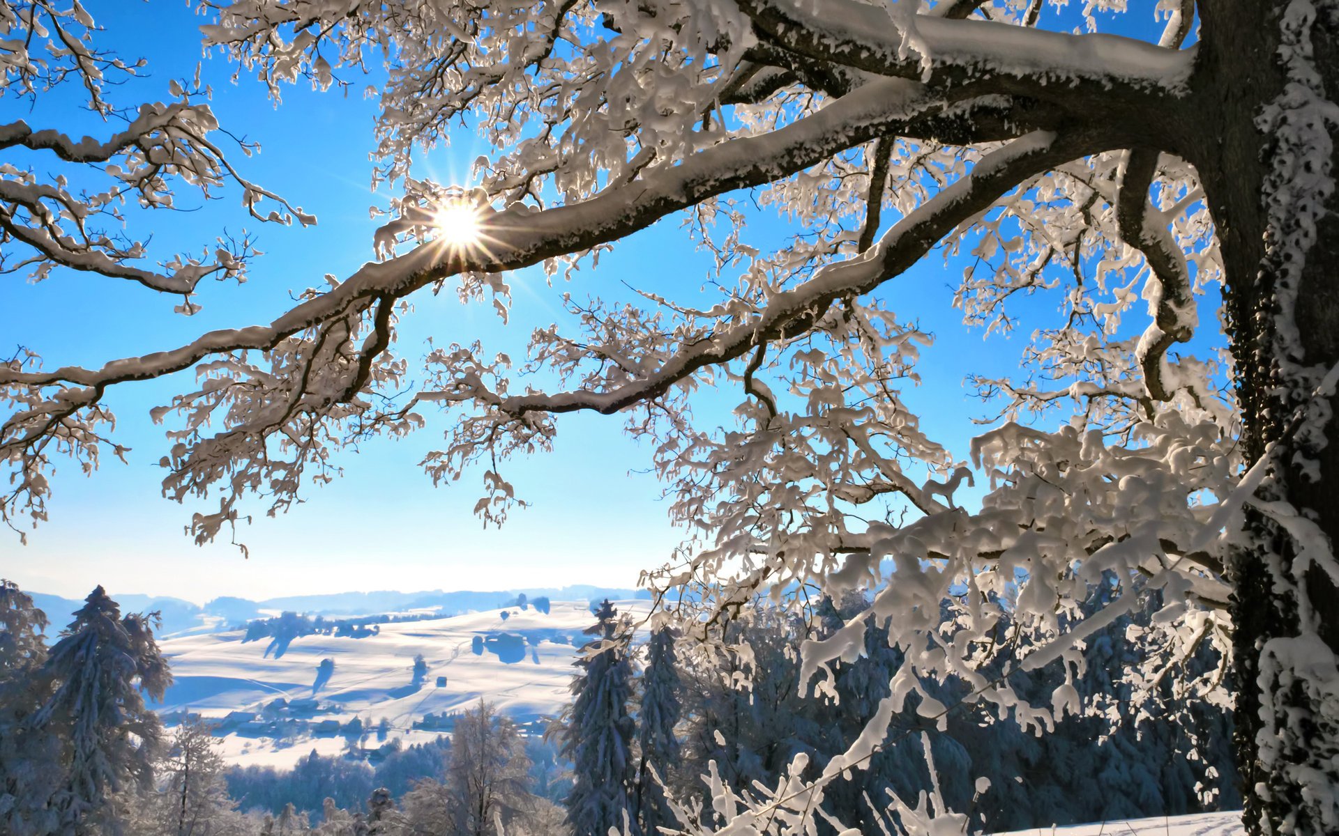 invierno ramas suiza montañas sol árbol nieve