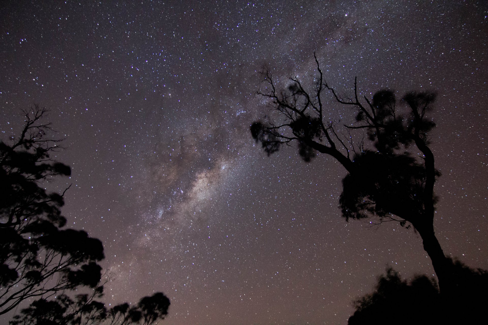 cosmos estrellas noche vía láctea árboles ramas