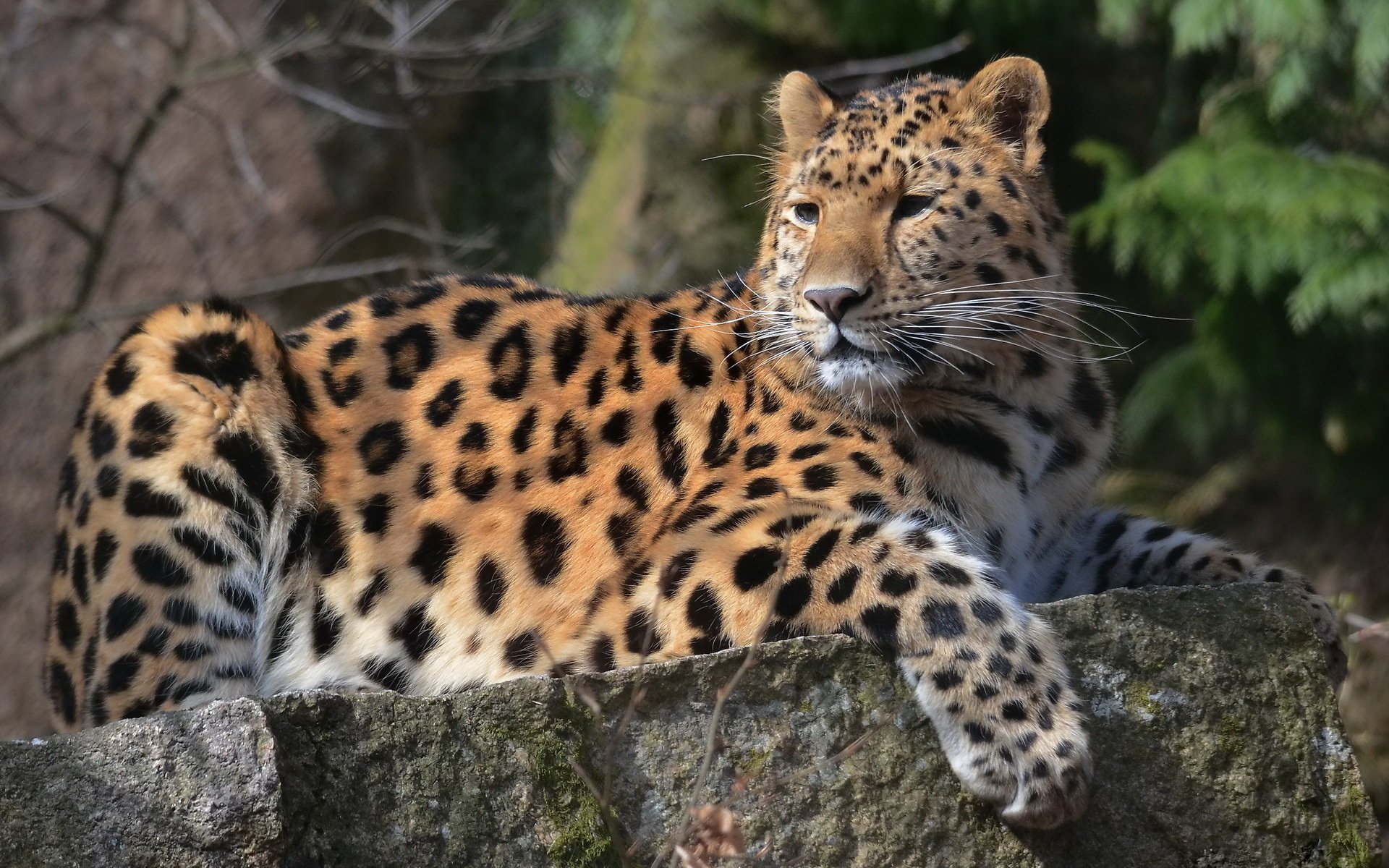 leopard mustache muzzle leopard look spotted paw