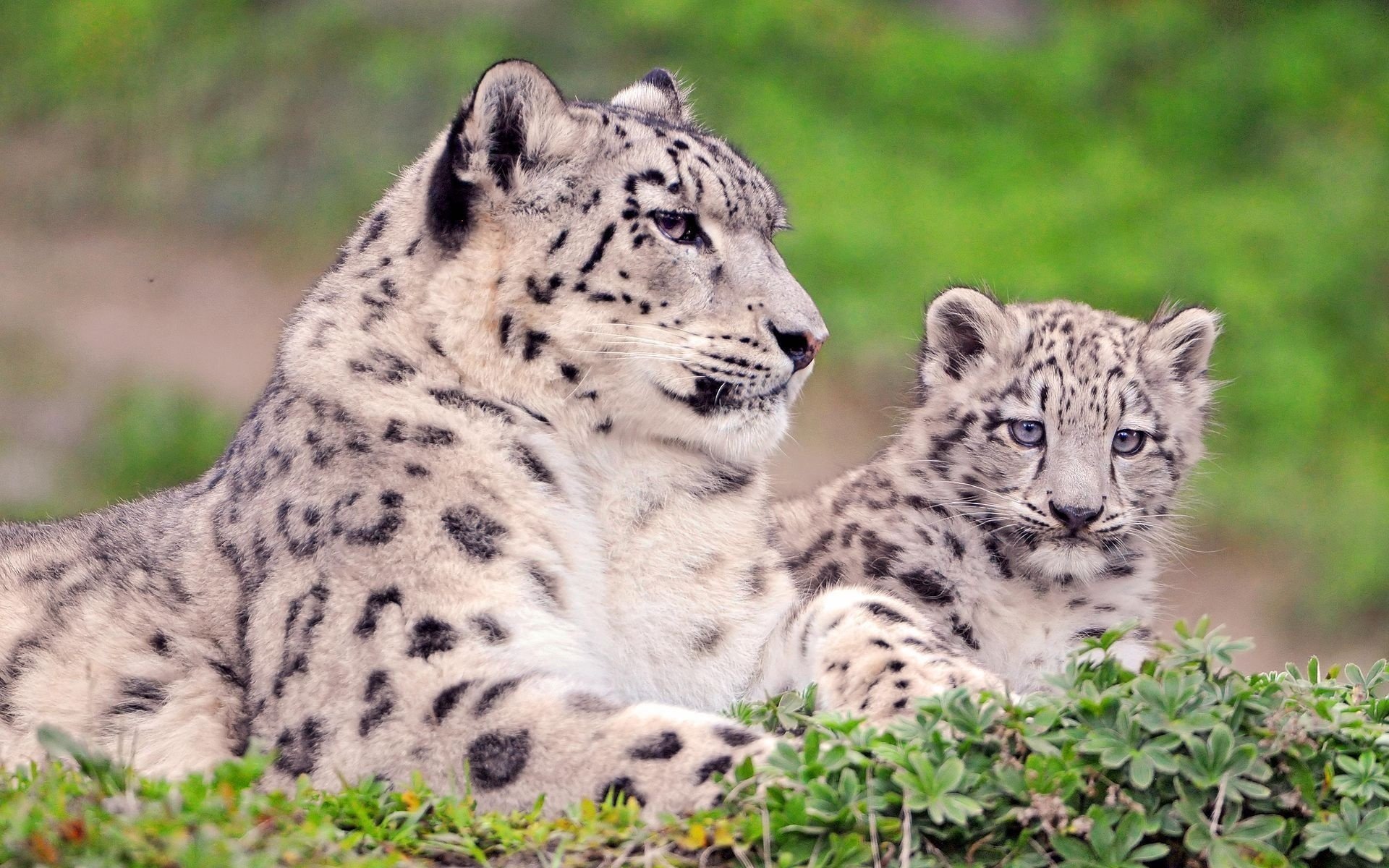 irbis leopardo de las nieves gatito mirada mamá