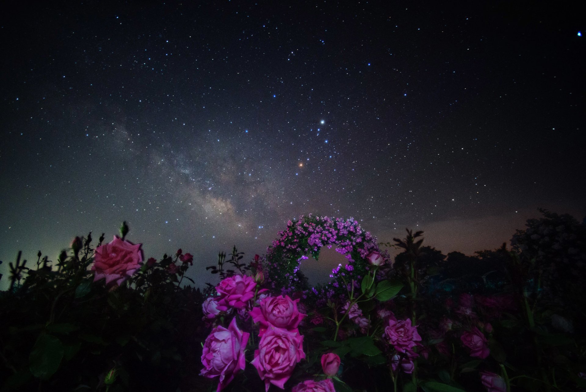 cosmos stars night space milky way flowers rose