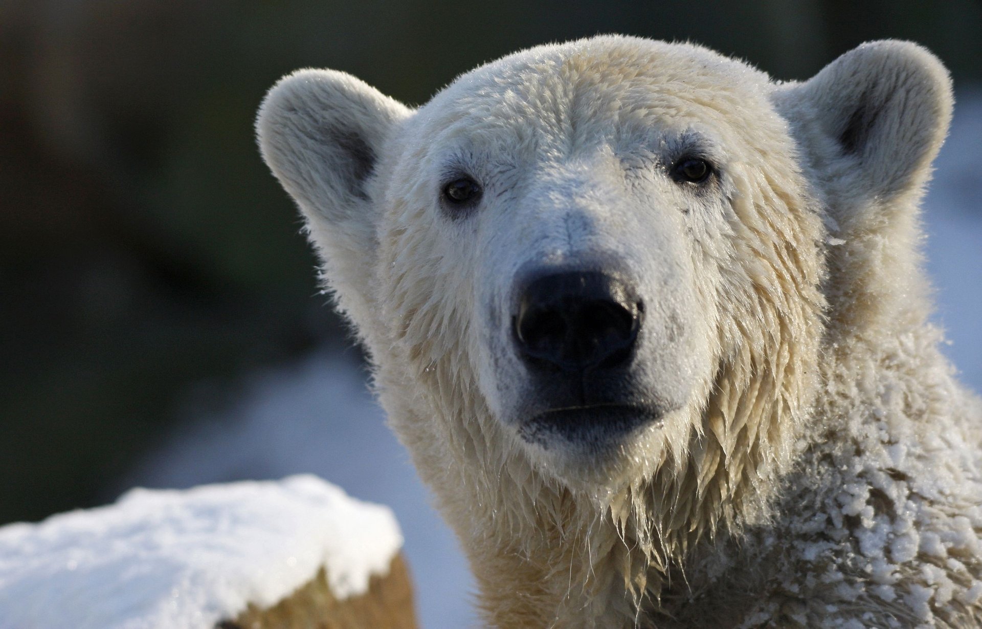 oso polar oso polar mirada