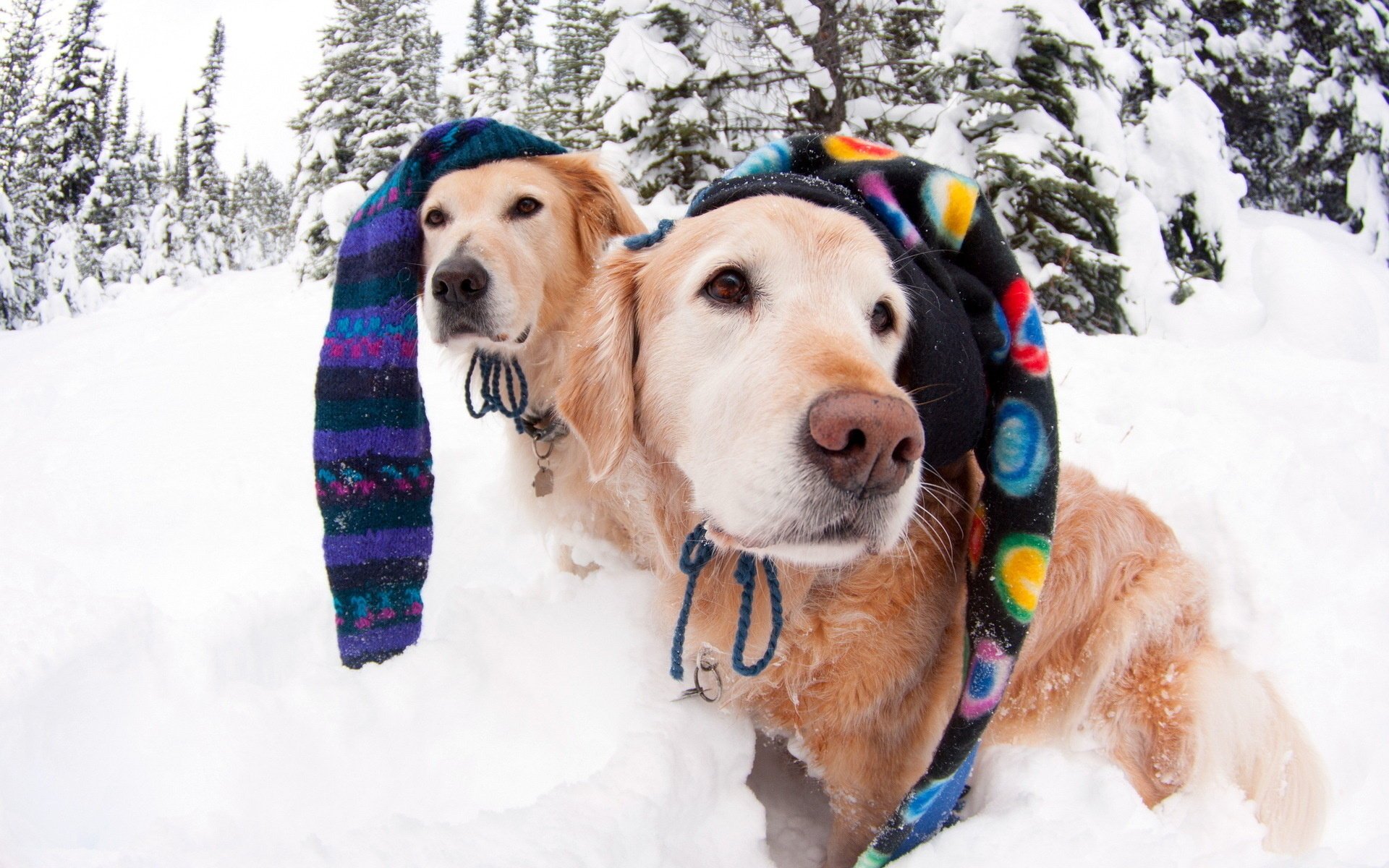 hunde mützen winter