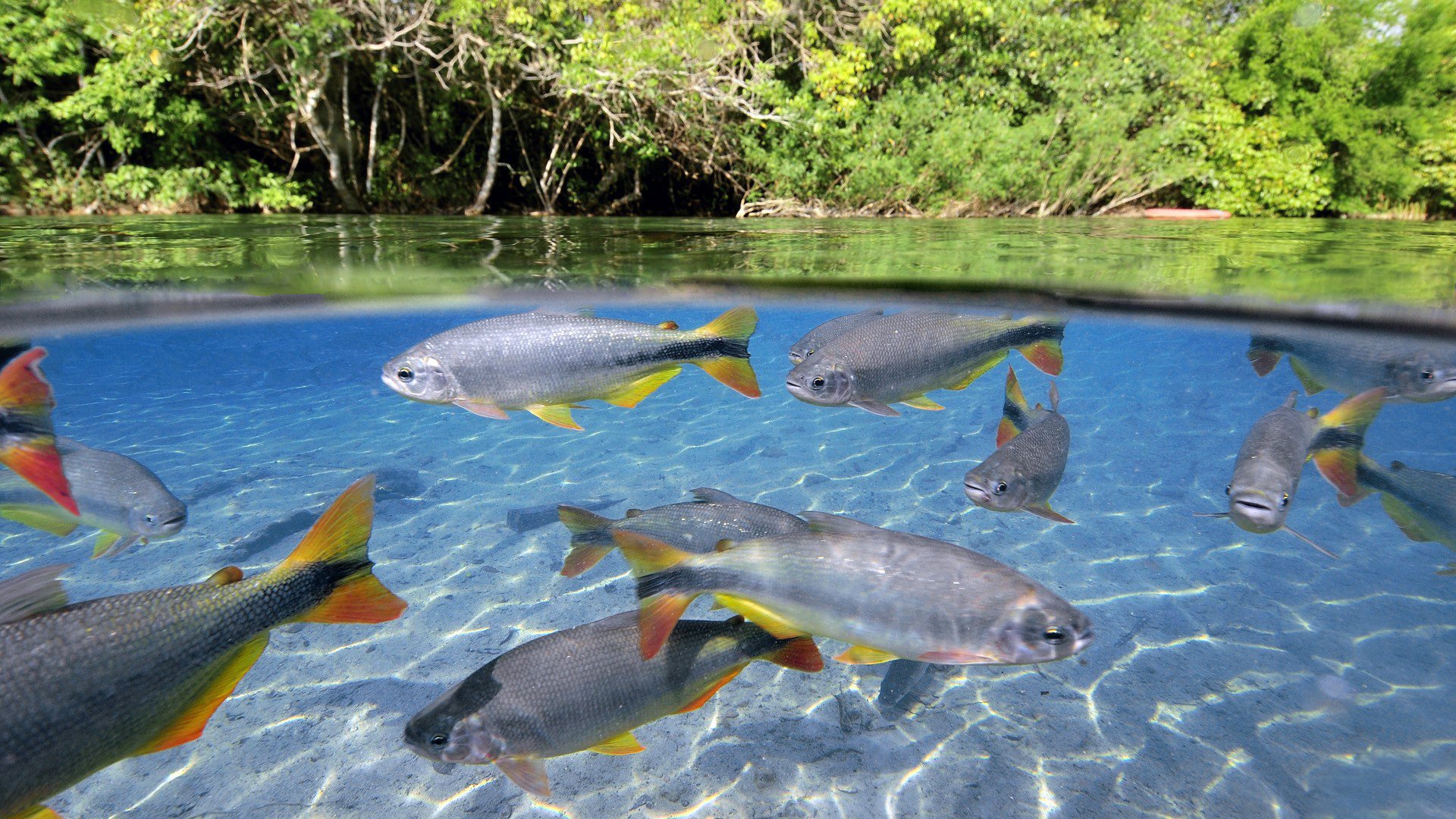 agua porro peces ondas aletas cuerpo de agua bandada cola