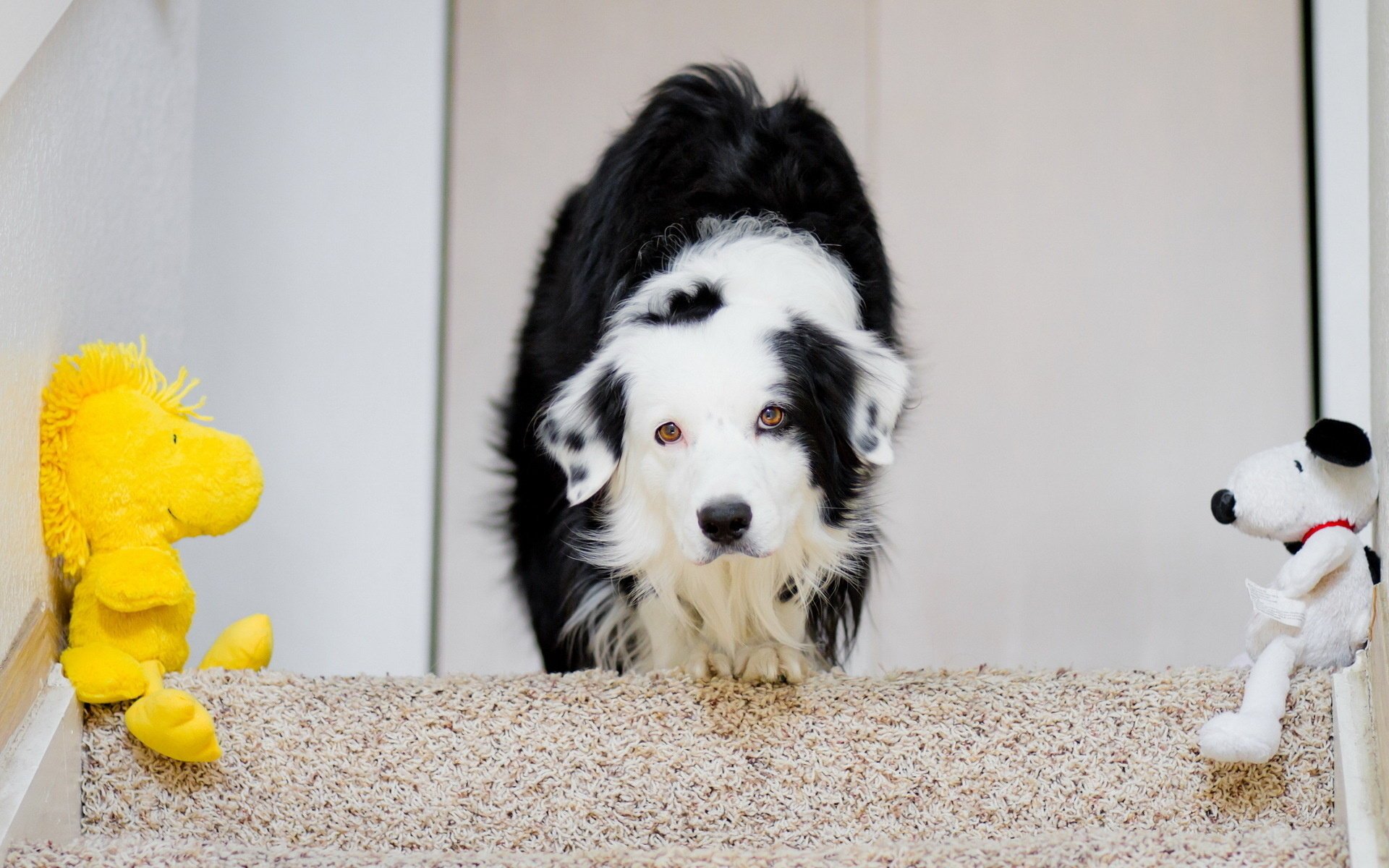 dog house toy