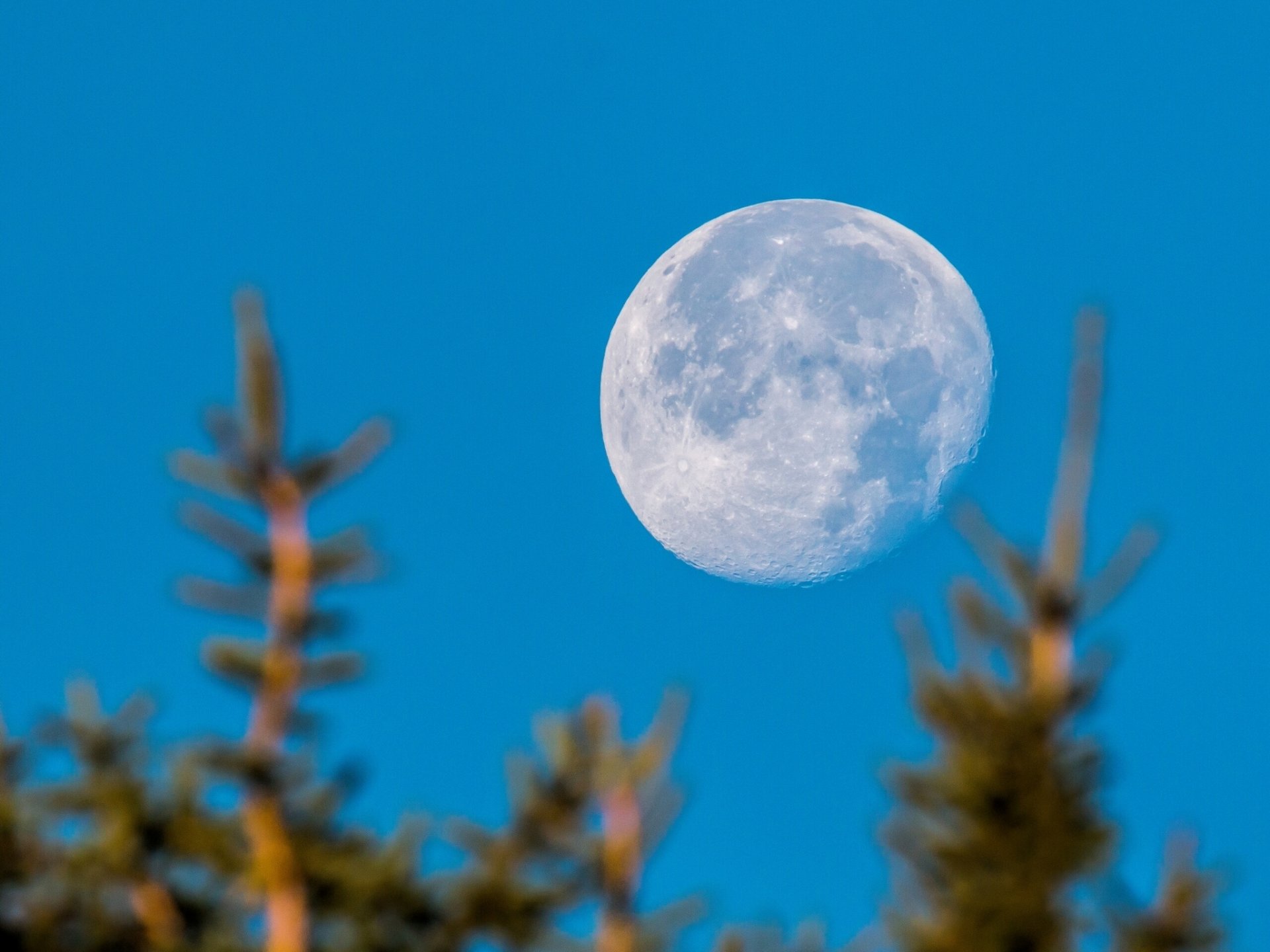 moon planet sky tree bokeh