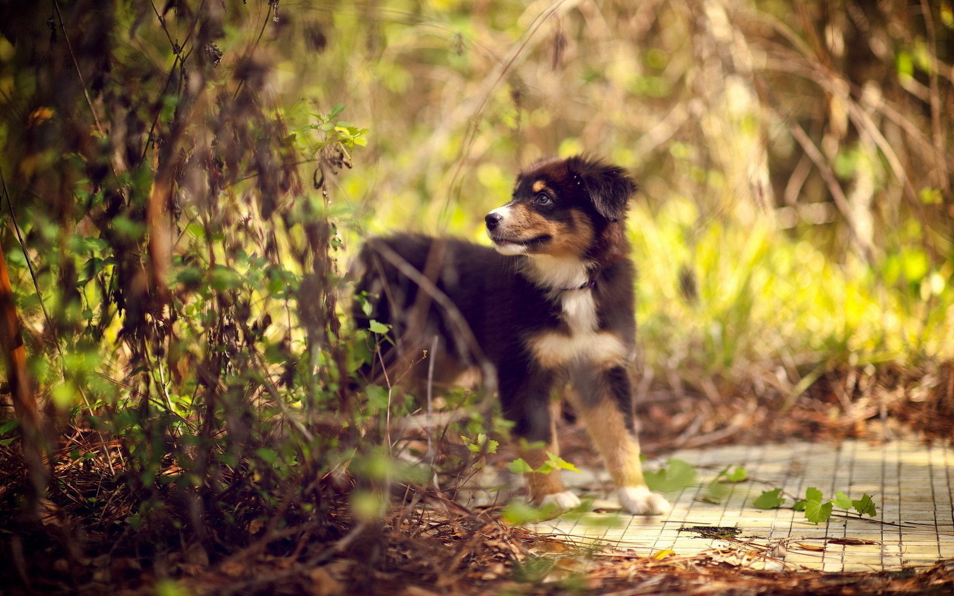 perro cachorro bosque