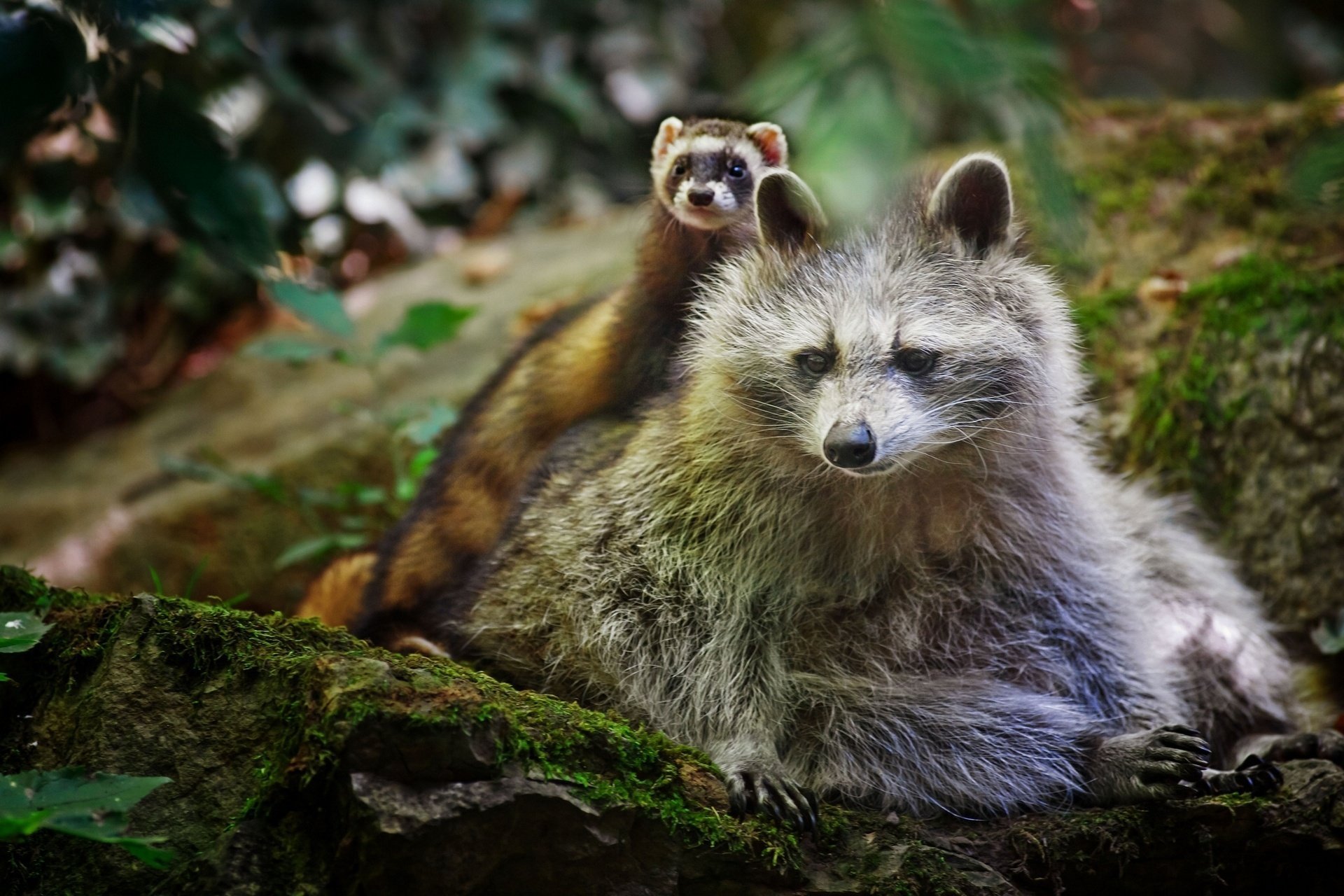 raccoon ferret friend