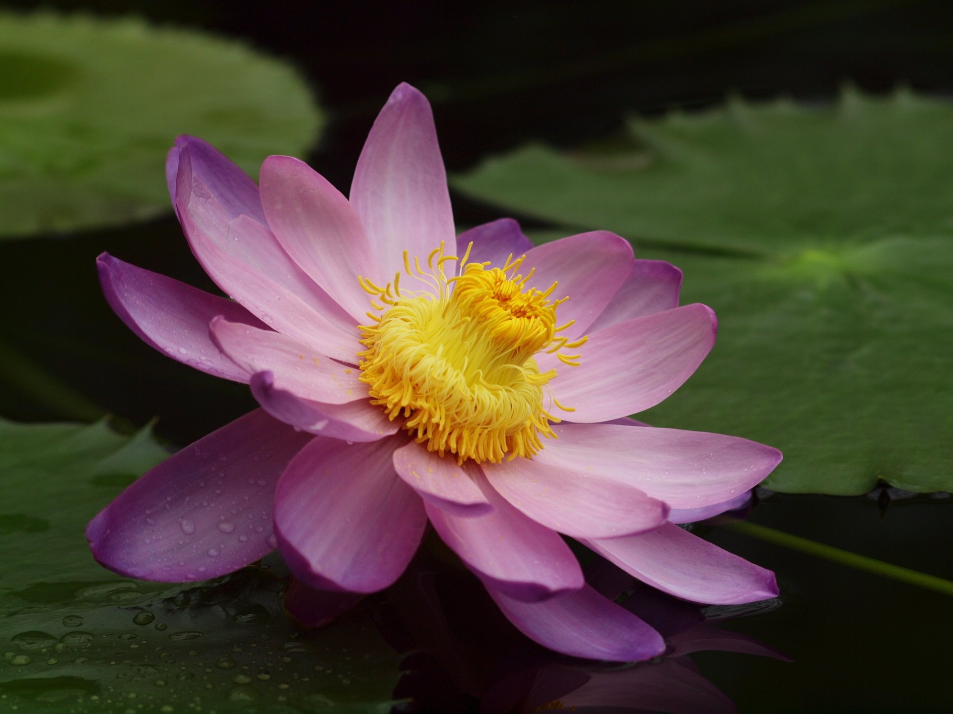 water lily flower pond lotus pink lily