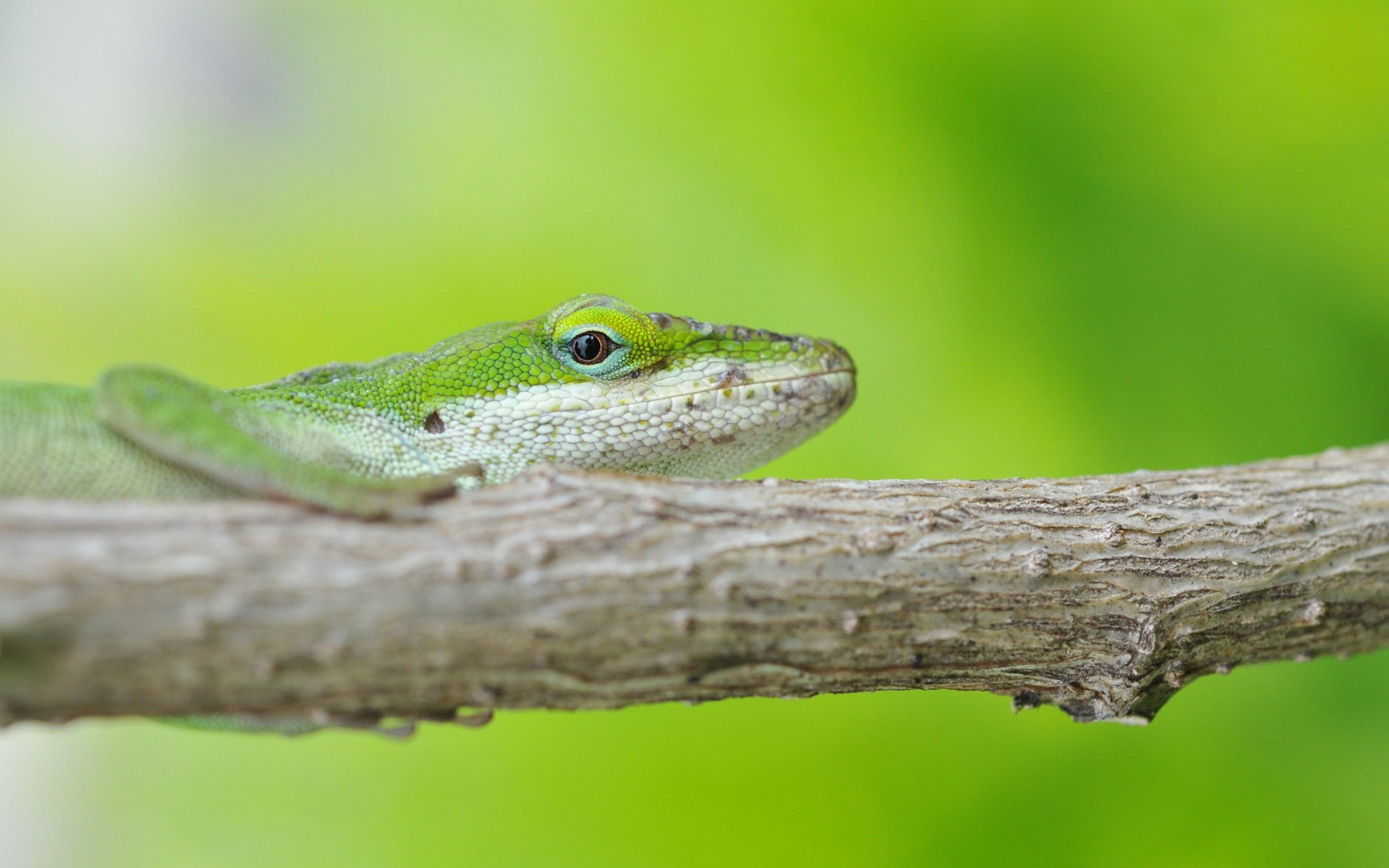 lizard branch green background