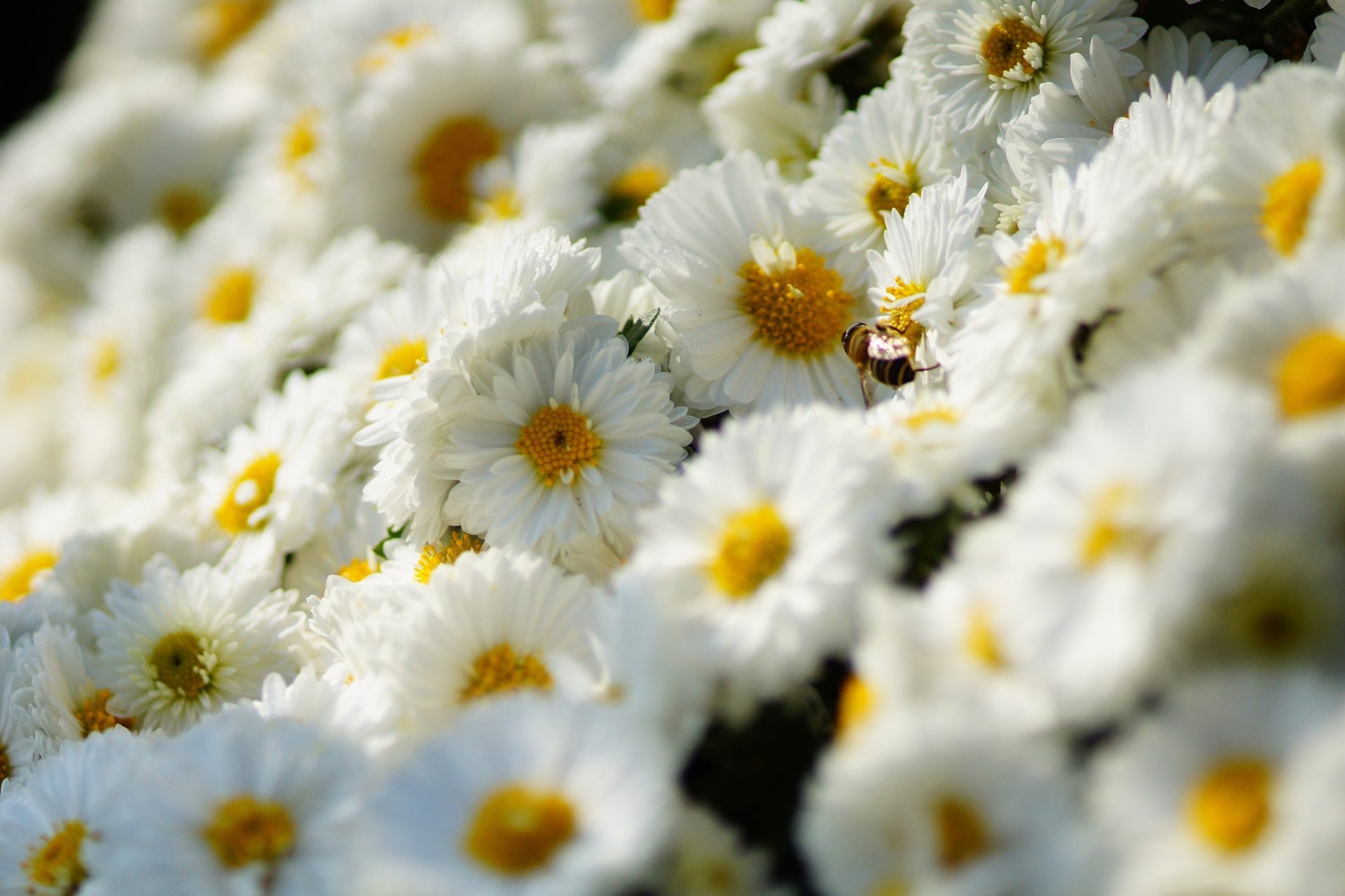 chrysanthemen blumen biene insekt viele weiß