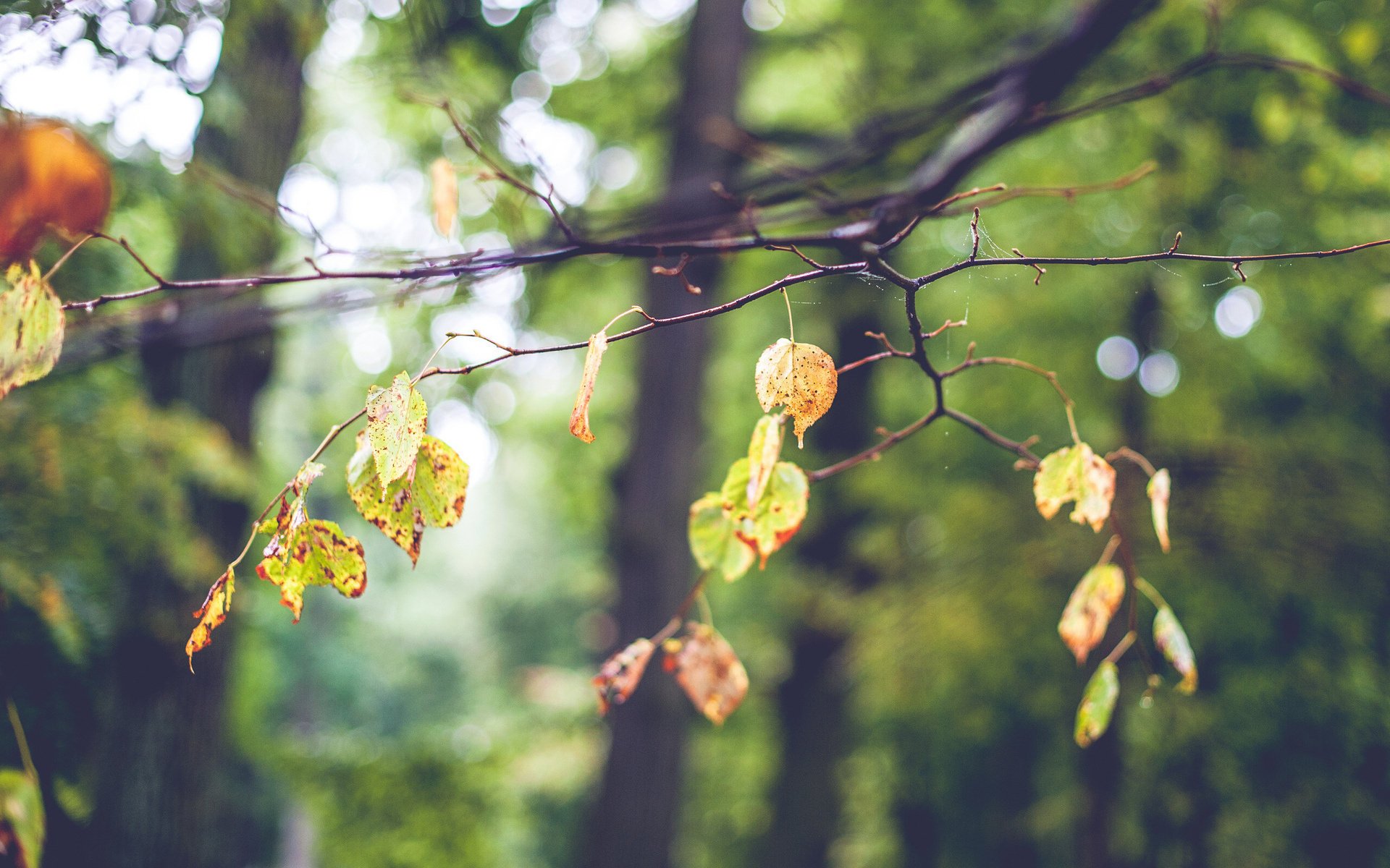 feuilles flou arbre branche humeur bokeh