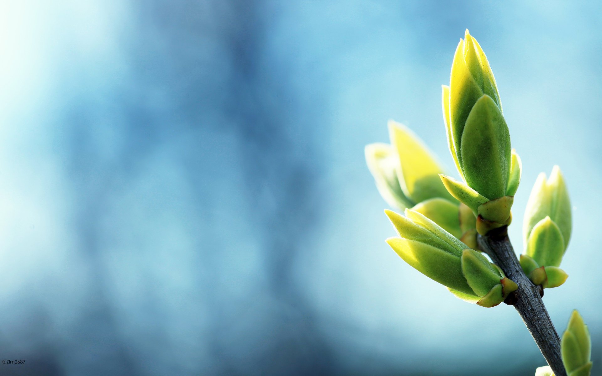 nature branch tree kidney the sky blue background spring