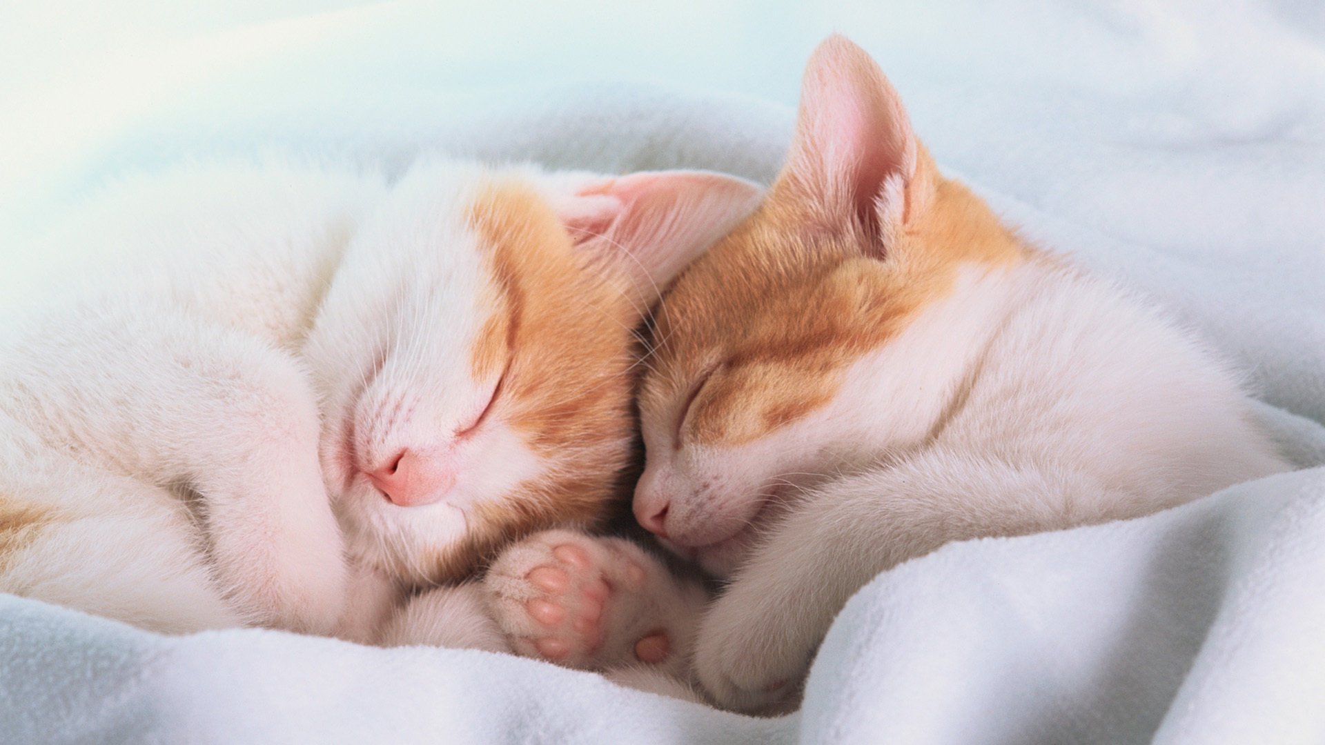 kittens paws blanket ears nose mustache sleep sleep