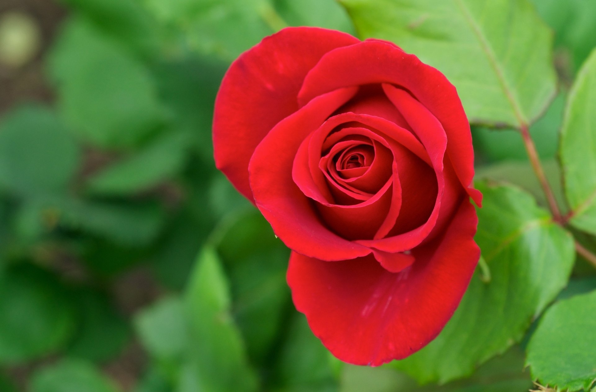 flower greens red leaves rose petals bud