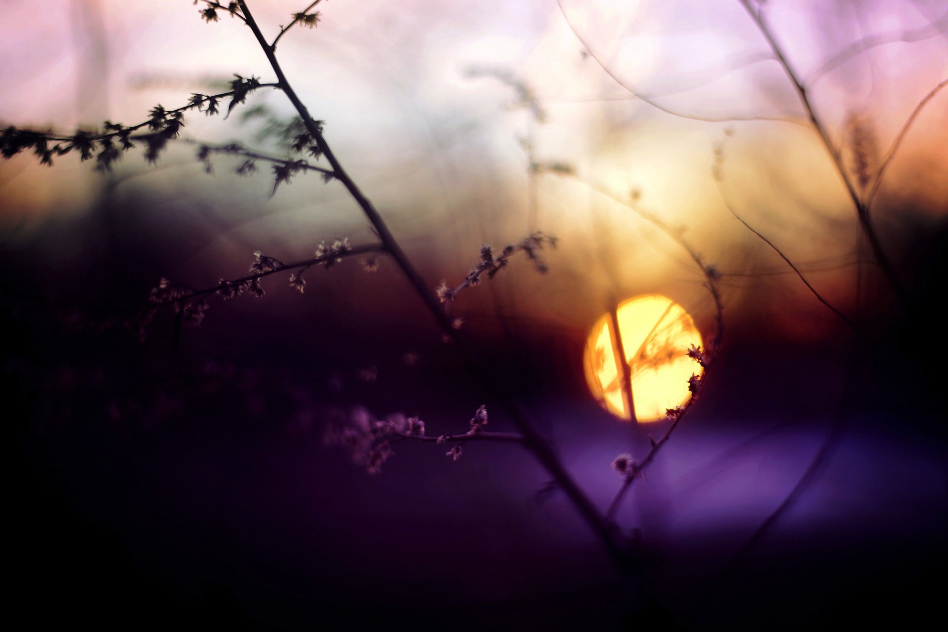 soirée soleil gros plan brindille coucher de soleil éblouissement herbe