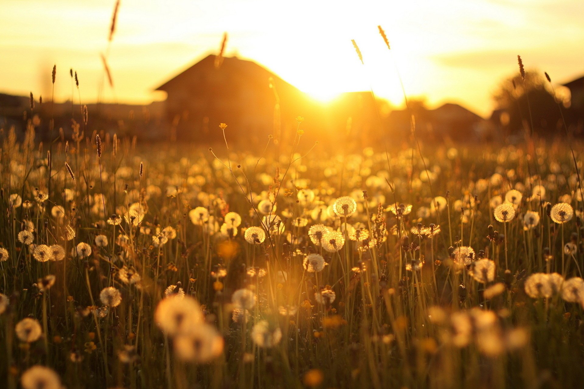 unset landscape dandelions house light