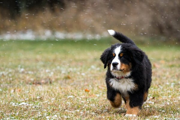 A dog walks under the first snow