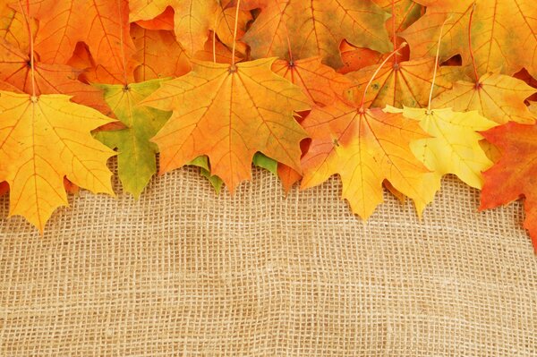 Colorful, autumn oak leaves