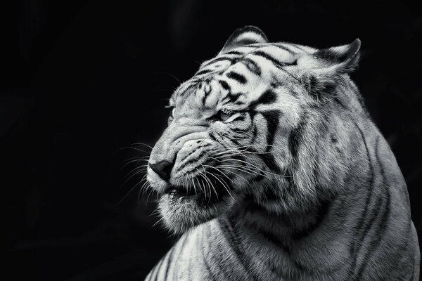 The black and white tiger grins