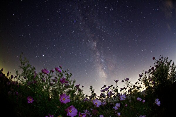 Fiori sereni su uno sfondo di notte, cielo stellato con Via Lattea