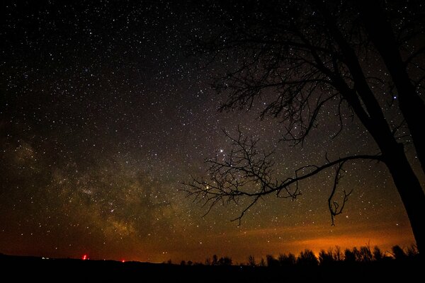 Starry sky and sunset behind the silhouettes of trees