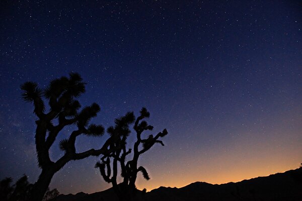 The trees and the starry sky create a beautiful contrast