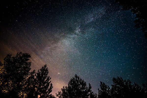 La misteriosa vía láctea ilumina los árboles