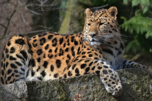 Le regard majestueux et puissant du prédateur