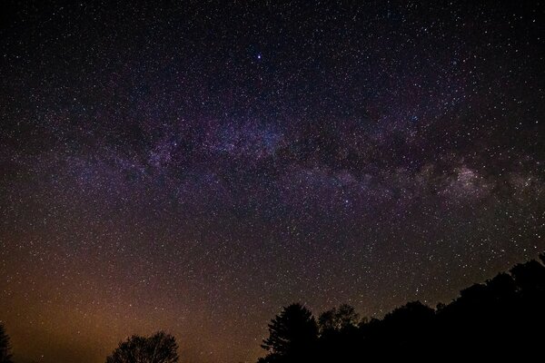 Cielo lleno de estrellas en el fondo de las copas del bosque