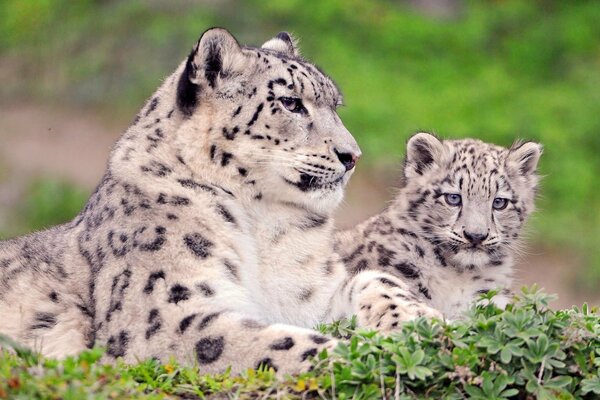 Snow Leopard Mama ze swoim dzieckiem