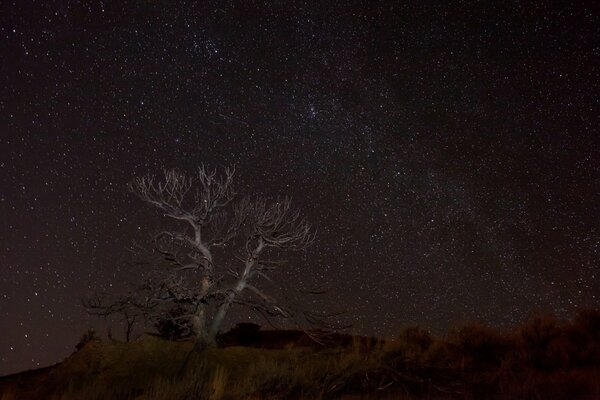 A lonely dry tree on the background of the Milky Way