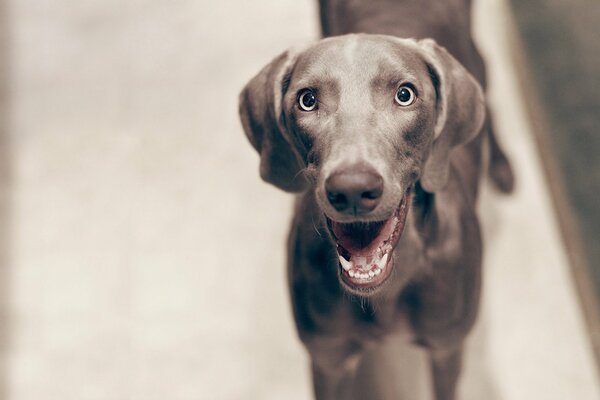 Le chien souriant regarde joyeusement la caméra