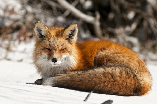 Roter Fuchs im Schnee am Waldrand