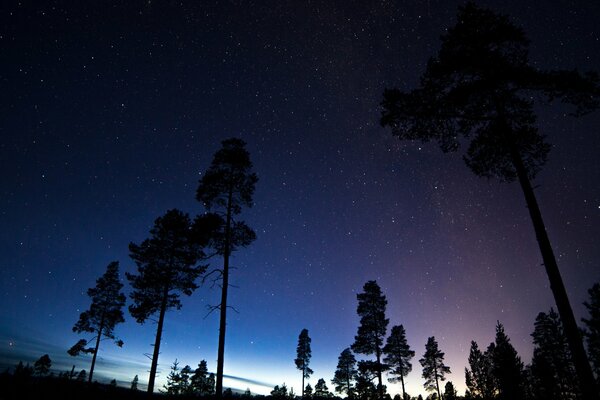 Sylwetki drzew na tle kosmicznego nocnego nieba