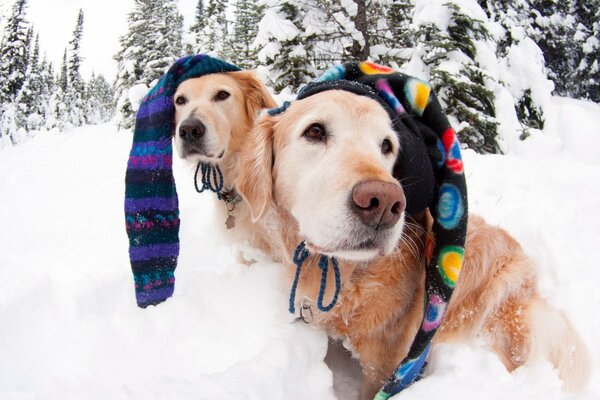 Hunde in farbigen Mützen im Winter