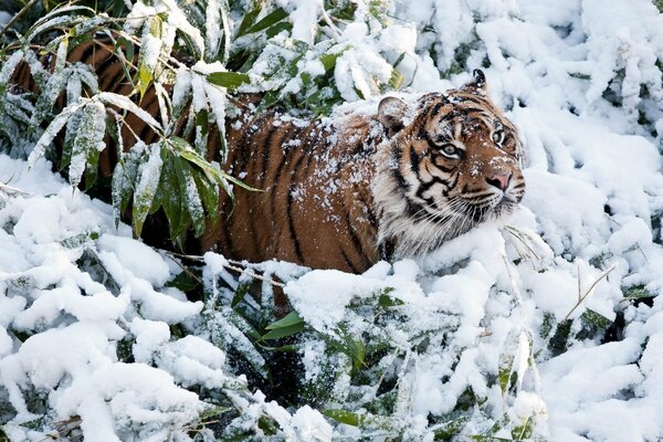 A snow-covered tiger in bright greenery