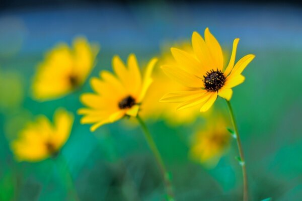 Yellow flowers on a blurry blue-green background