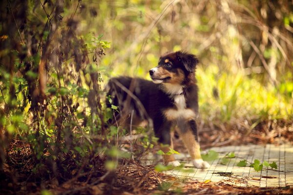 Pequeño cachorro en el bosque verde