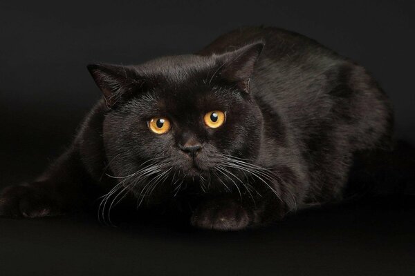 Gato negro con ojos amarillos