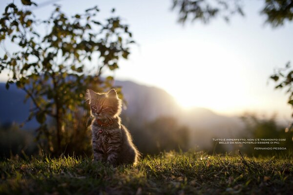 A beautiful kitten against the background of nature